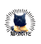 くろ猫さんのスタンプ②（個別スタンプ：11）