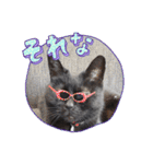 くろ猫さんのスタンプ②（個別スタンプ：16）