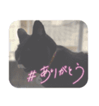 くろ猫さんのスタンプ②（個別スタンプ：23）