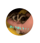 ロロちゃんスタンプ2（個別スタンプ：2）