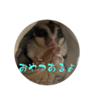ロロちゃんスタンプ2（個別スタンプ：6）
