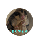 ロロちゃんスタンプ2（個別スタンプ：8）
