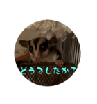 ロロちゃんスタンプ2（個別スタンプ：13）