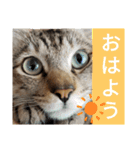 キジ猫のたまちゃんと時々三毛猫のミケ（個別スタンプ：1）