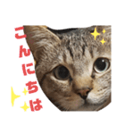 キジ猫のたまちゃんと時々三毛猫のミケ（個別スタンプ：2）