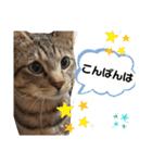 キジ猫のたまちゃんと時々三毛猫のミケ（個別スタンプ：3）