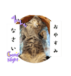 キジ猫のたまちゃんと時々三毛猫のミケ（個別スタンプ：4）