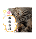 キジ猫のたまちゃんと時々三毛猫のミケ（個別スタンプ：5）