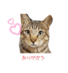 キジ猫のたまちゃんと時々三毛猫のミケ（個別スタンプ：6）