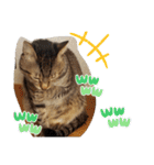 キジ猫のたまちゃんと時々三毛猫のミケ（個別スタンプ：7）