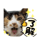 キジ猫のたまちゃんと時々三毛猫のミケ（個別スタンプ：8）