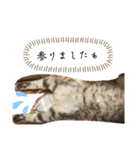 キジ猫のたまちゃんと時々三毛猫のミケ（個別スタンプ：10）