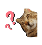 キジ猫のたまちゃんと時々三毛猫のミケ（個別スタンプ：11）