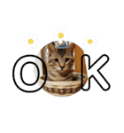 キジ猫のたまちゃんと時々三毛猫のミケ（個別スタンプ：12）