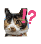 キジ猫のたまちゃんと時々三毛猫のミケ（個別スタンプ：13）