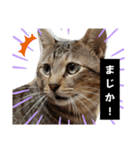 キジ猫のたまちゃんと時々三毛猫のミケ（個別スタンプ：14）