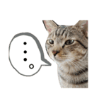 キジ猫のたまちゃんと時々三毛猫のミケ（個別スタンプ：15）