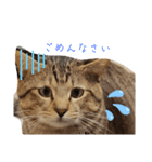 キジ猫のたまちゃんと時々三毛猫のミケ（個別スタンプ：16）