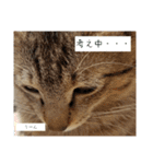 キジ猫のたまちゃんと時々三毛猫のミケ（個別スタンプ：17）