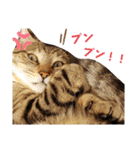 キジ猫のたまちゃんと時々三毛猫のミケ（個別スタンプ：18）