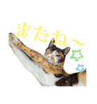 キジ猫のたまちゃんと時々三毛猫のミケ（個別スタンプ：19）