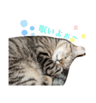 キジ猫のたまちゃんと時々三毛猫のミケ（個別スタンプ：20）