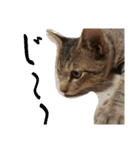 キジ猫のたまちゃんと時々三毛猫のミケ（個別スタンプ：21）