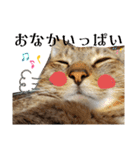 キジ猫のたまちゃんと時々三毛猫のミケ（個別スタンプ：22）