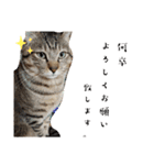 キジ猫のたまちゃんと時々三毛猫のミケ（個別スタンプ：23）