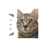 キジ猫のたまちゃんと時々三毛猫のミケ（個別スタンプ：24）