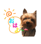名前はレオ♪♪（個別スタンプ：1）