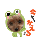 名前はレオ♪♪（個別スタンプ：16）