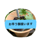 月山線スタンプ日薬菜naハハノヒ胡瓜ぱあ（個別スタンプ：10）