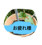 月山線スタンプ日薬菜naハハノヒ胡瓜ぱあ（個別スタンプ：12）