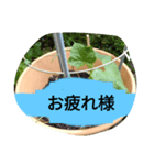 月山線スタンプ日薬鉢胡瓜参観ぱあ弐（個別スタンプ：9）
