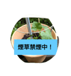月山線スタンプ日薬鉢胡瓜参観ぱあ弐（個別スタンプ：10）