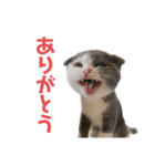とむすたんぷ！（個別スタンプ：1）