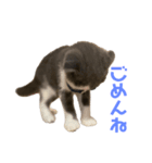 とむすたんぷ！（個別スタンプ：2）