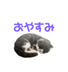 とむすたんぷ！（個別スタンプ：3）