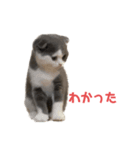 とむすたんぷ！（個別スタンプ：4）