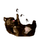 黒ペキパグのハオさん（個別スタンプ：1）