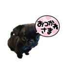 黒ペキパグのハオさん（個別スタンプ：5）