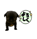 黒ペキパグのハオさん（個別スタンプ：6）