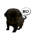 黒ペキパグのハオさん（個別スタンプ：7）
