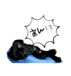 黒ペキパグのハオさん（個別スタンプ：11）