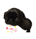 黒ペキパグのハオさん（個別スタンプ：13）