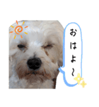 双子犬の夢とまめ2（個別スタンプ：1）