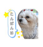 双子犬の夢とまめ2（個別スタンプ：3）