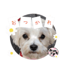 双子犬の夢とまめ2（個別スタンプ：4）