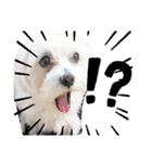 双子犬の夢とまめ2（個別スタンプ：5）
